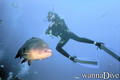 scuba diving photo