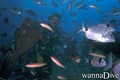 scuba diving photo