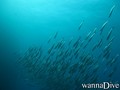 scuba diving photo