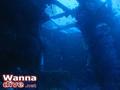 scuba diving photo