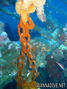 scuba diving photo