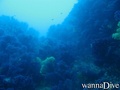scuba diving photo