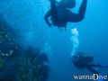 scuba diving photo