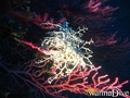 scuba diving photo