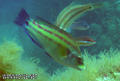 foto de buceo