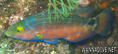 foto de buceo