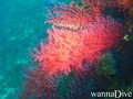 scuba diving photo