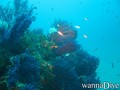 scuba diving photo
