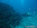 scuba diving photo