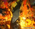 scuba diving photo