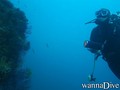 scuba diving photo