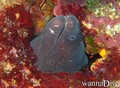 scuba diving photo