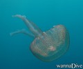 scuba diving photo