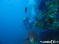 scuba diving photo