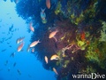 scuba diving photo