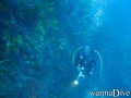 scuba diving photo