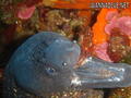 scuba diving photo