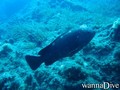 scuba diving photo