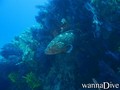 scuba diving photo