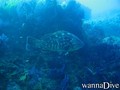 scuba diving photo