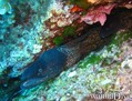 scuba diving photo