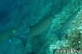 scuba diving photo