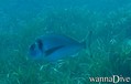 scuba diving photo