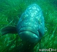 scuba diving photo