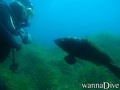 scuba diving photo