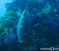 scuba diving photo