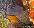 scuba diving photo