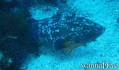 scuba diving photo