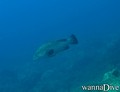 foto de buceo