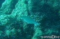 foto de buceo