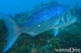 foto de buceo