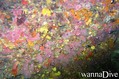 scuba diving photo