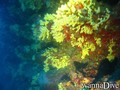 scuba diving photo