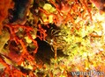 scuba diving photo