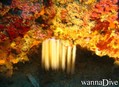 scuba diving photo