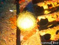 scuba diving photo
