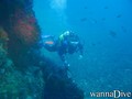 scuba diving photo