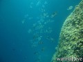 scuba diving photo