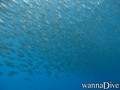 scuba diving photo
