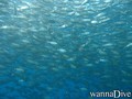 scuba diving photo