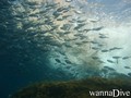 scuba diving photo