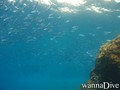 scuba diving photo
