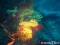 scuba diving photo