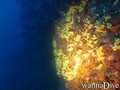 scuba diving photo