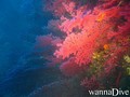 scuba diving photo
