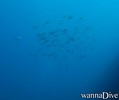 scuba diving photo